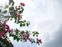 Click Here to view 調整大小P3200050 in Full Size