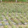 pineaples fields