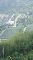 Click Here to view tea fields in Full Size