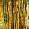 Tainan bamboos