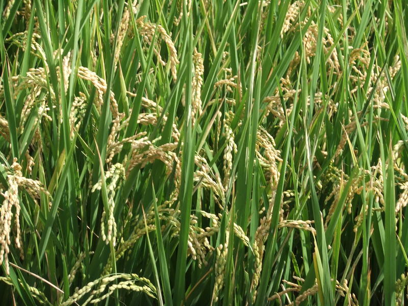 A Rice Field Ready to be Harvested