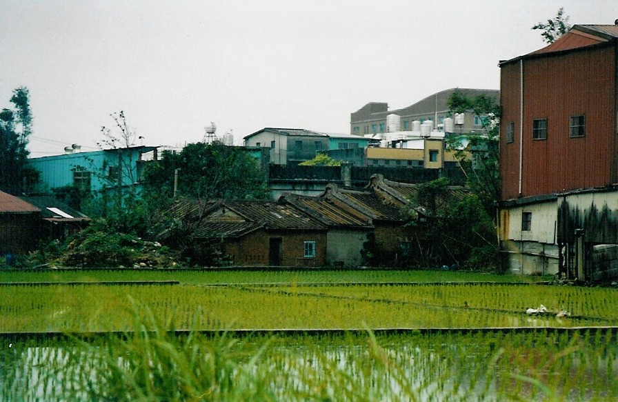 Taoyuan Rice Paddy 