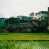 Taoyuan Rice Paddy 