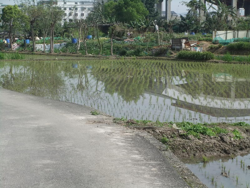 Freshly Planted Rice Field