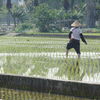 Rice Farmer Fertilizes His Field