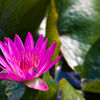 kaohsiung 5991