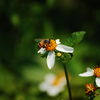 SPRING's GREETING