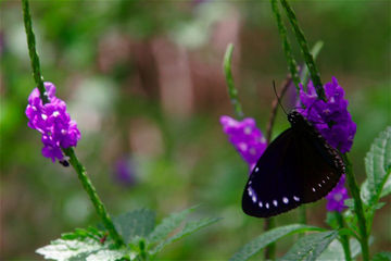 Taiwan Butterfly