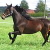 Aureole running
