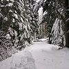 Snow near Steven's Pass