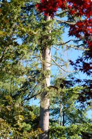 Trees