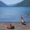 Duck Pic