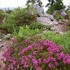 Heather on Pilchuck