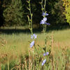 Blue Flowers