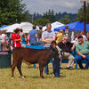 Cow at Silvana Fair
