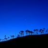 The star