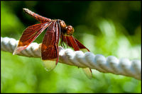 Click Here to view Red Dragonfly in Full Size