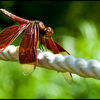 Red Dragonfly