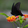 Butterfly on a flower
