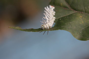 caterpillar eating a leaf