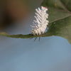 caterpillar eating a leaf