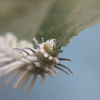 caterpillar eating a leaf