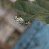 caterpillar eating a leaf