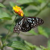 Butterfly on a flower