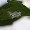 caterpillar eating a leaf