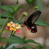 Butterfly on a flower