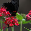 Butterfly on a flower