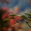 Autumn leaves