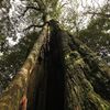 Giant Tree