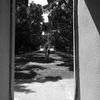Tree shadows
