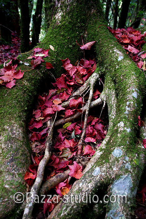 Fallen Maple leaves