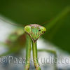 Preying Mantis