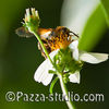 A Bee collecting pollen