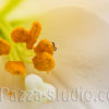 The lost ant