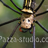 Golden Orb Spider