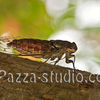 Cicada