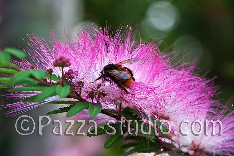 Bumblebee on a Callistemon, Bottlebrush