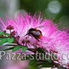 Bumblebee on a Callistemon, Bottlebrush