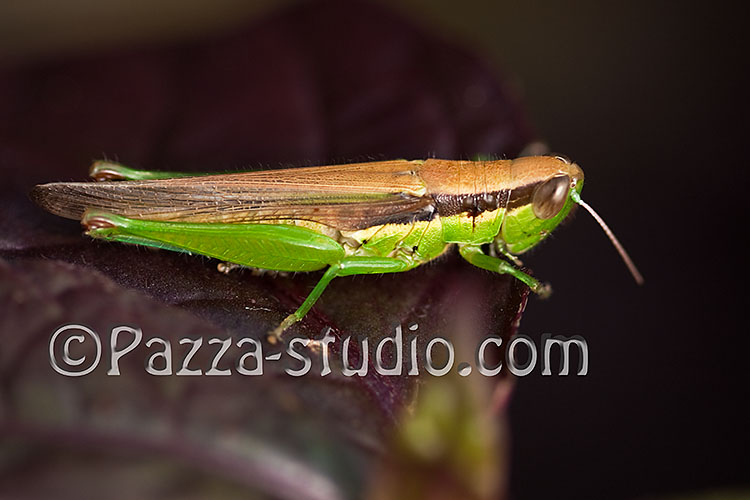 Grasshopper (Hanenaga Inago sp.)