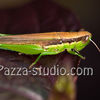 Grasshopper (Hanenaga Inago sp.)