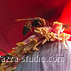 Paper wasp