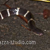 A  land Krait