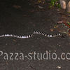 A land  Krait
