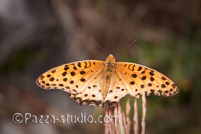  Indian fritillary butterfly
