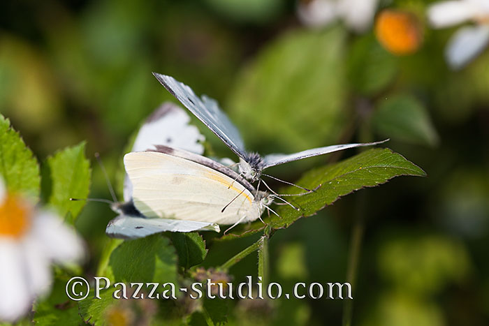  Indian Cabbage White butterfly