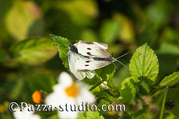  Indian Cabbage White butterfly